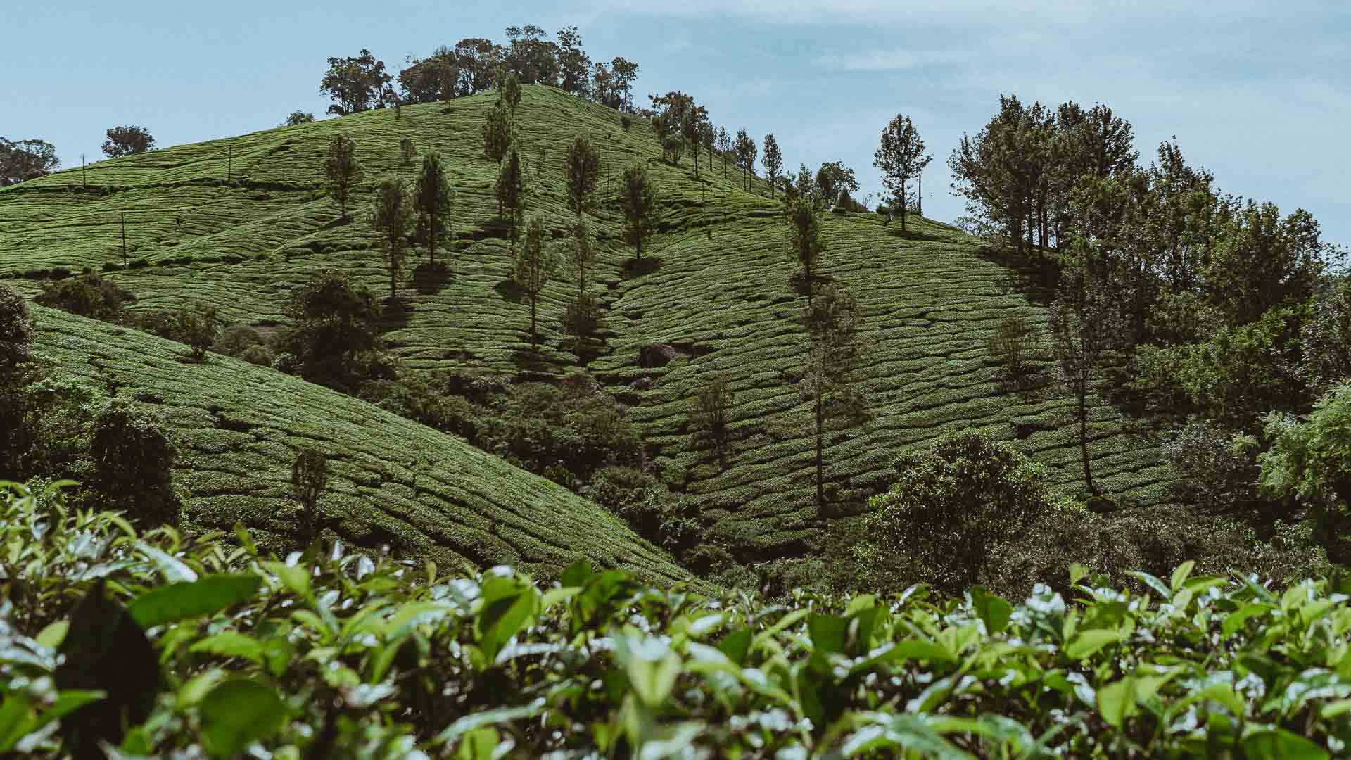 Tea plants landscape