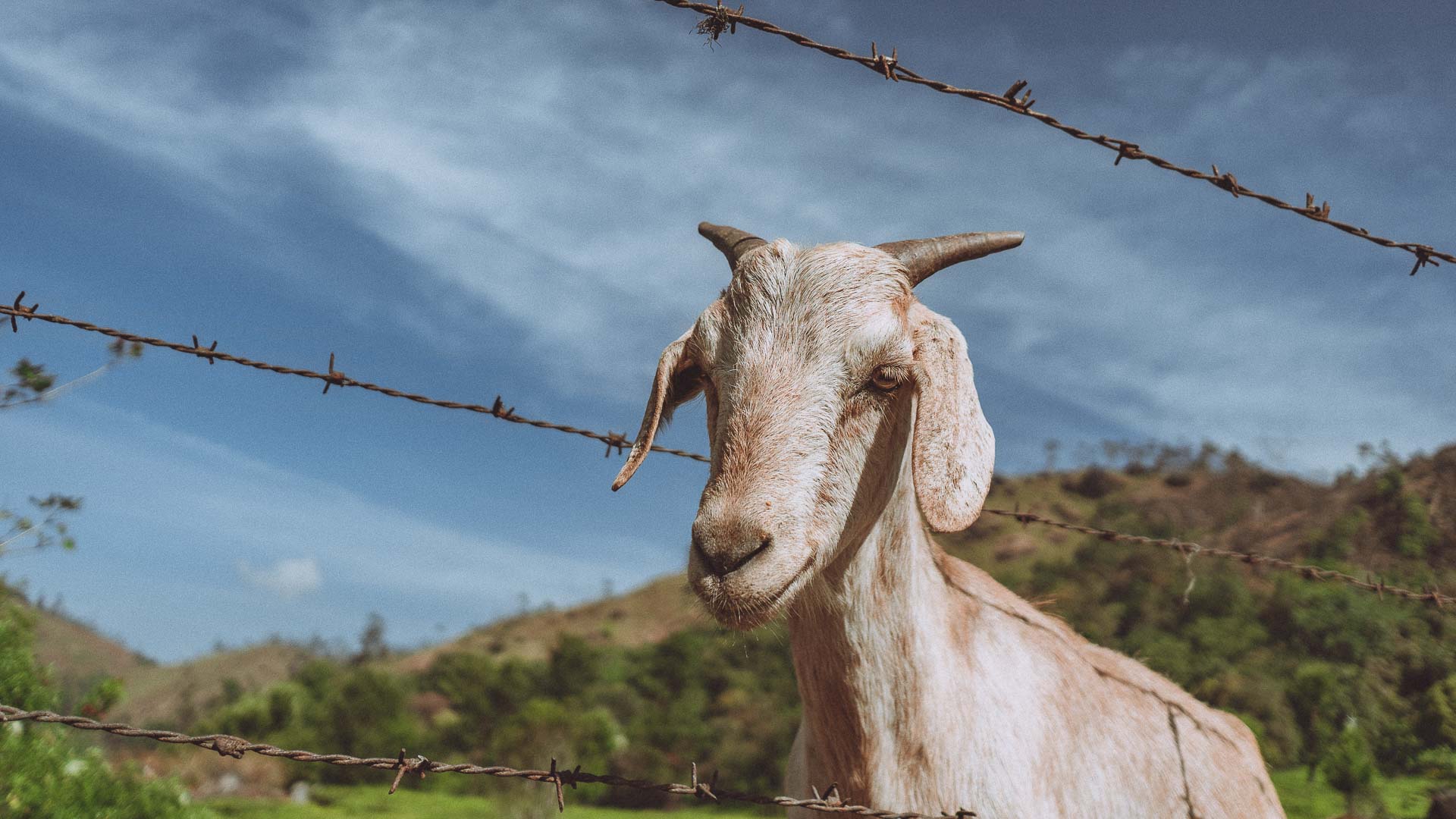 Goat in Wire